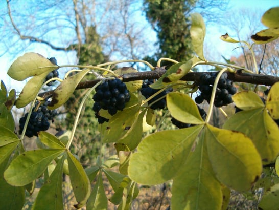 Eleuthero (Siberian Ginseng)