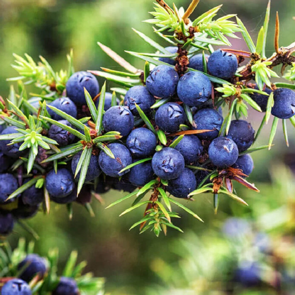 Juniper Berry