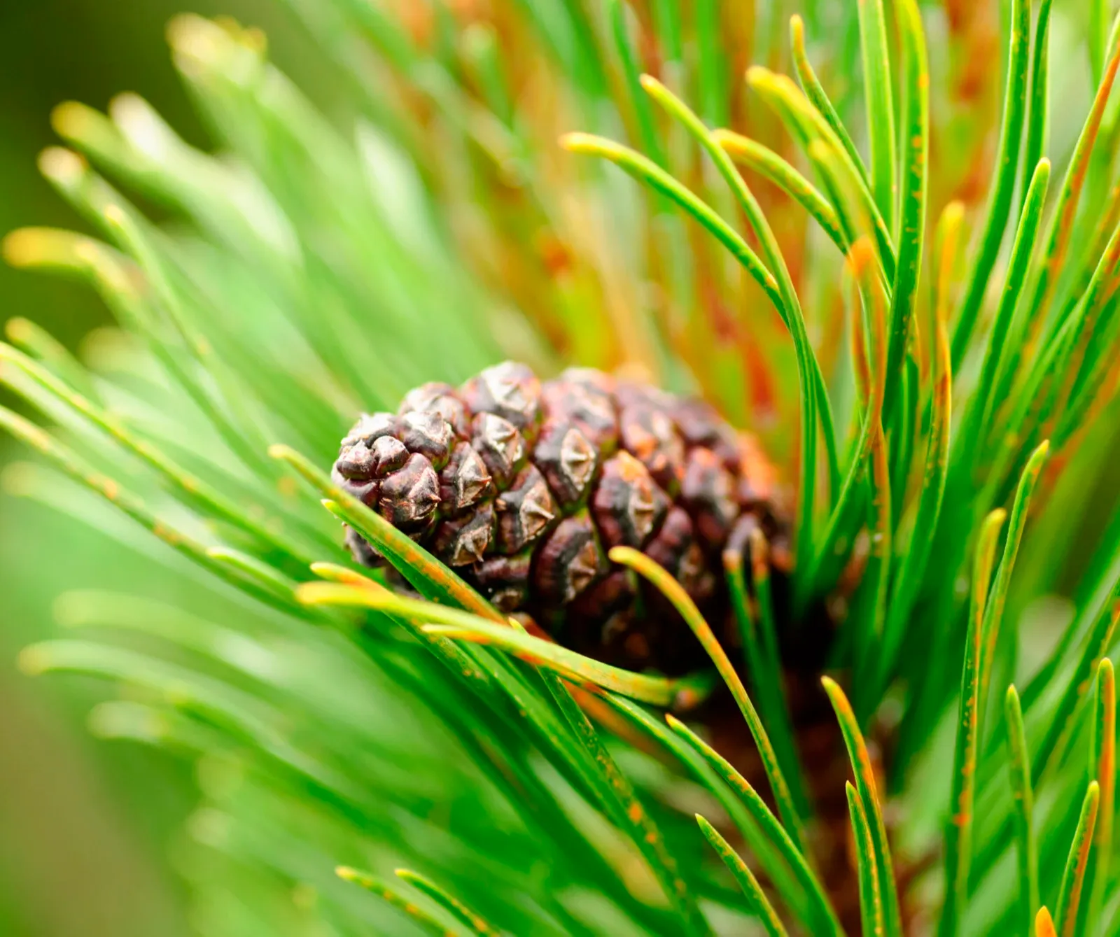 Pine Bark Extract
