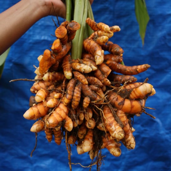 Turmeric Rhizome